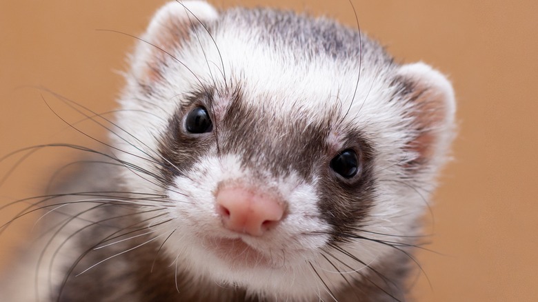 Ferret looking adorable