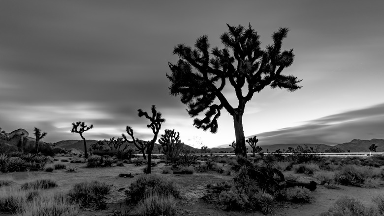 Arizona desert