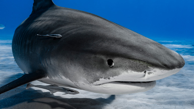 Tiger shark swimming