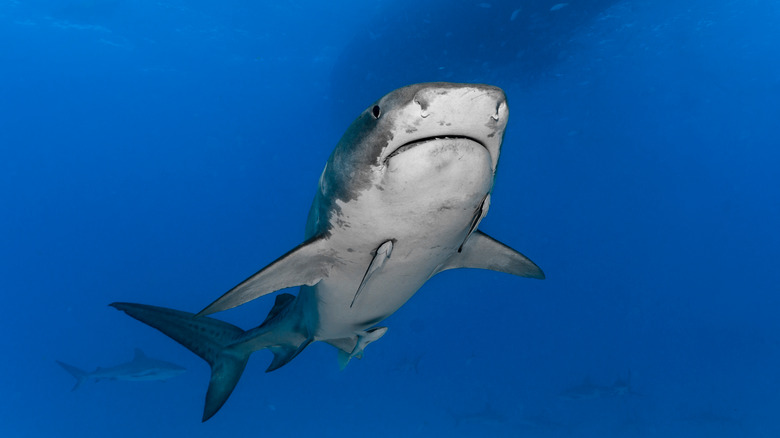 Tiger shark swimming