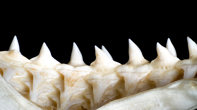 Preserved shark's teeth