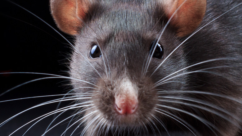 Rat staring