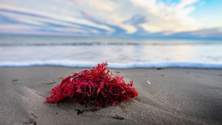 beach red algae
