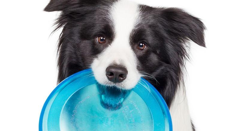 Dog with flying disc