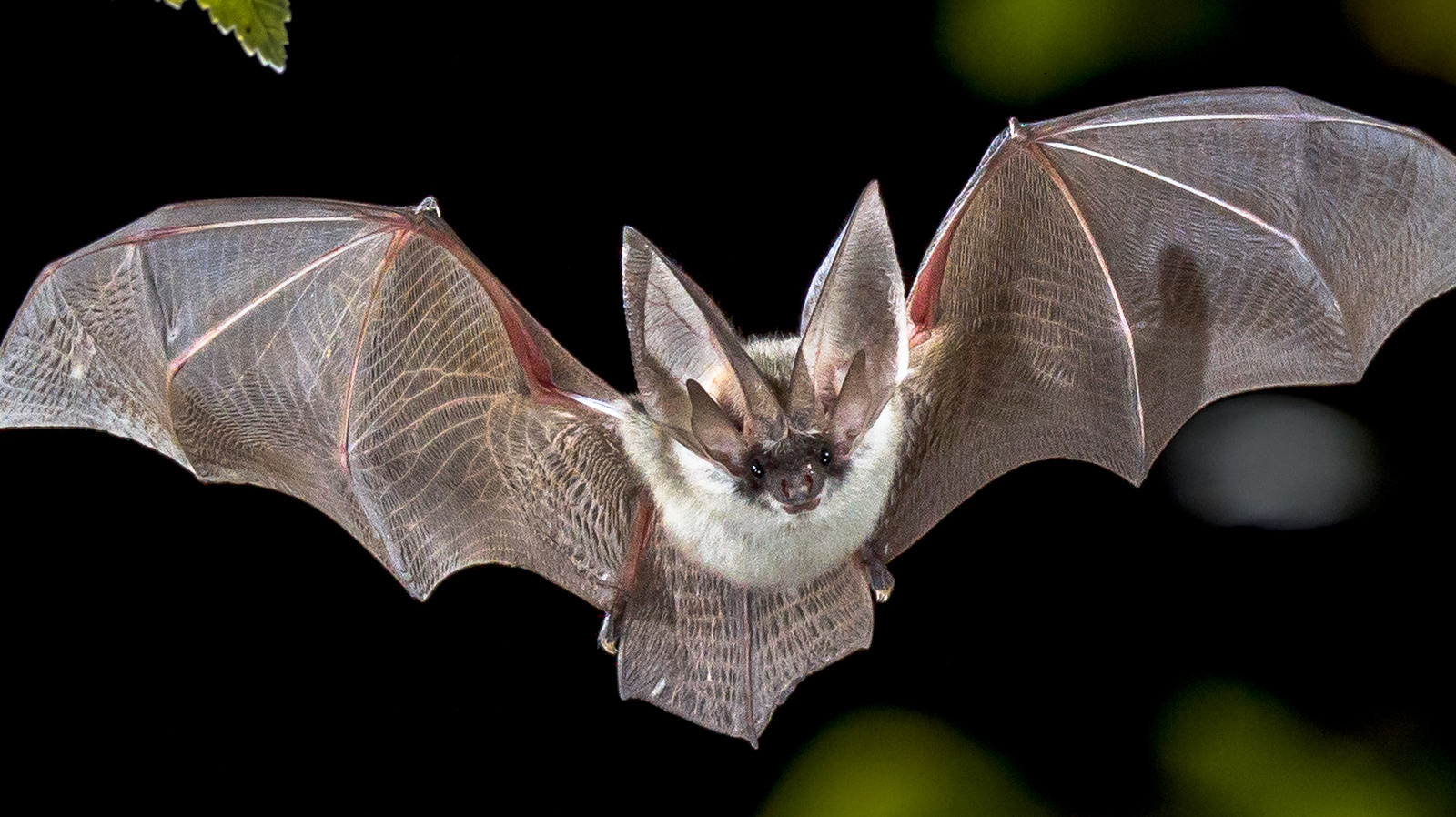 The Strange Way Bats Give Birth