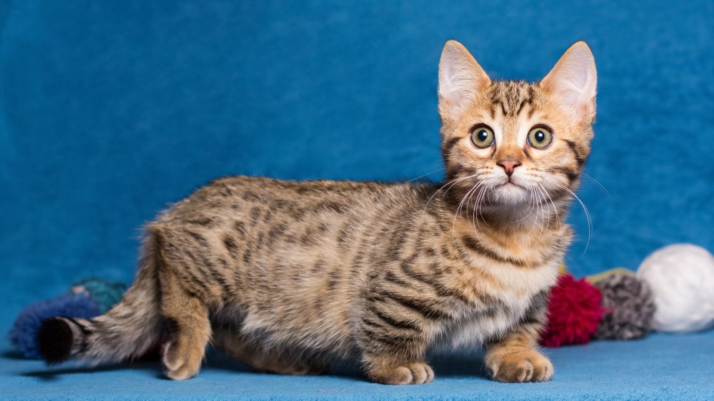 Munchkin cat