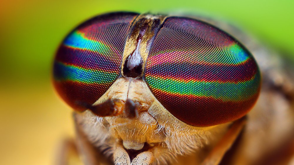 Horsefly eyes