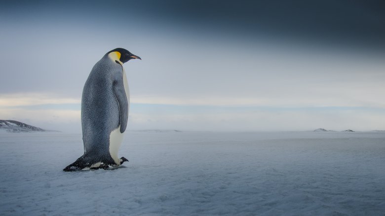 penguin