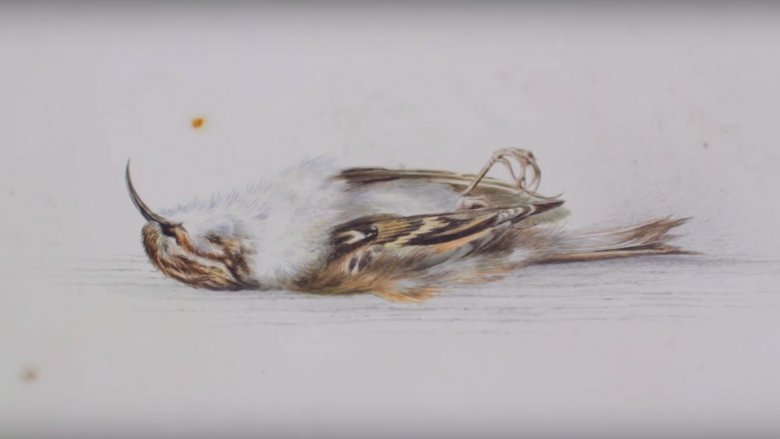 tree creeper watercolor edward wilson