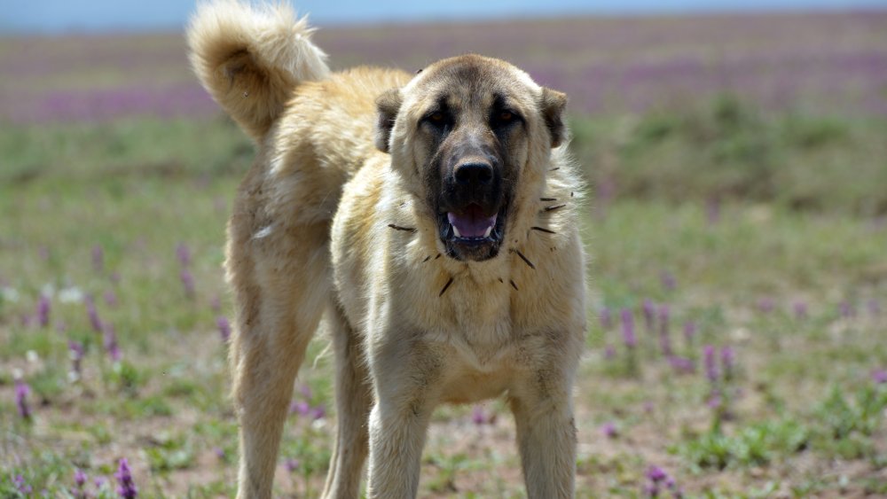 Kangal dog