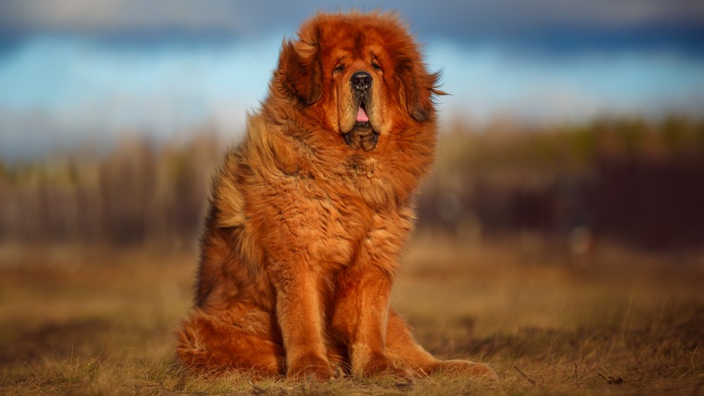 The Strongest Dog Breed In The World