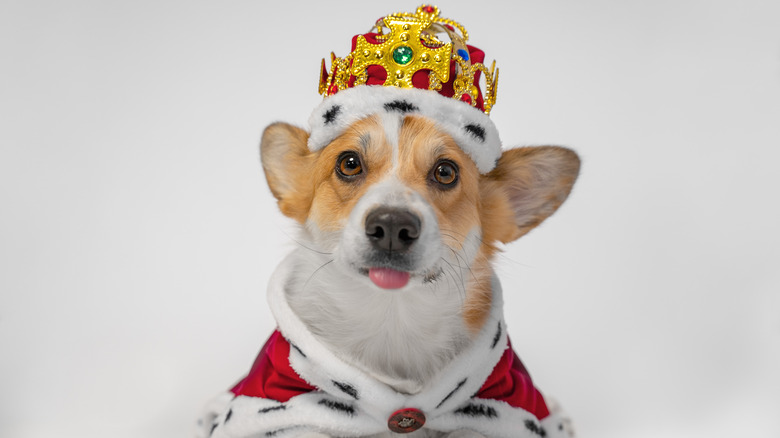 Royal corgi