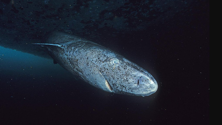 Greenland shark