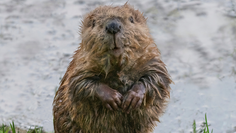 Beaver