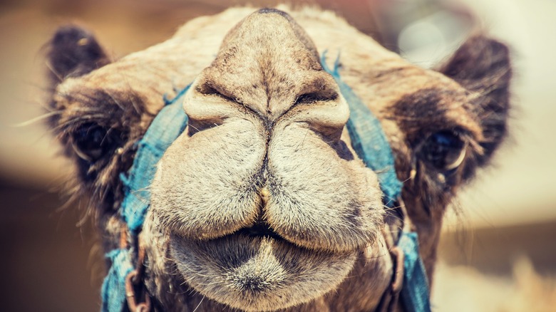 A camel looks into the camera