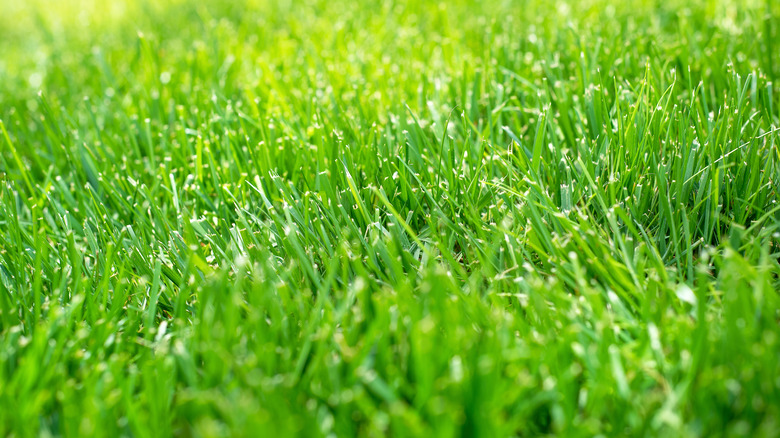 Close-up of cut grass