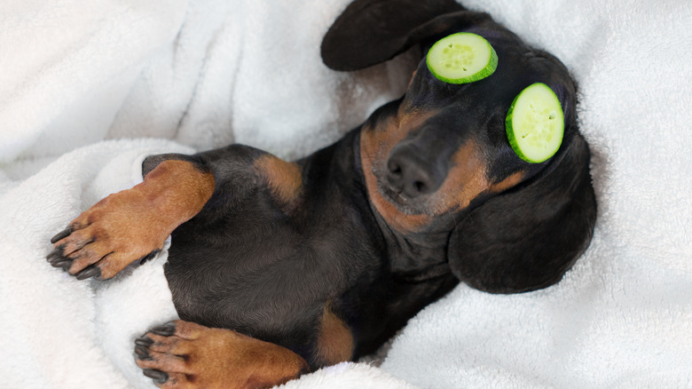 Dachshund with cucumber over eyes 