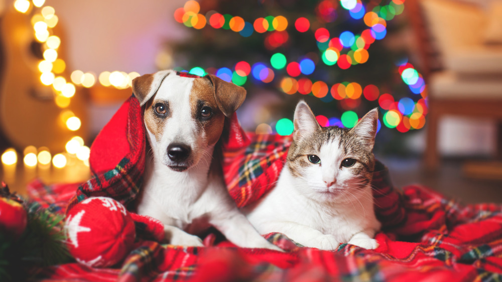 Christmas cat and dog