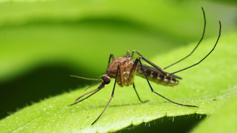 the mosquito on leaf