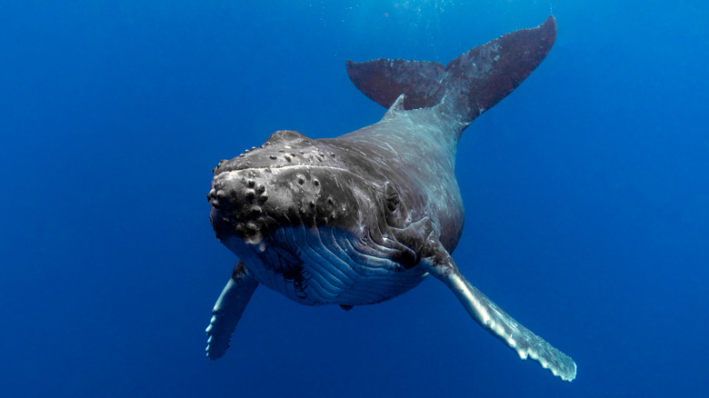 Humpback whale in the water