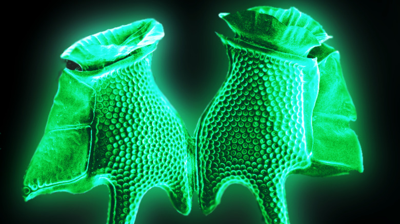 a pair of dinoflagellate cells