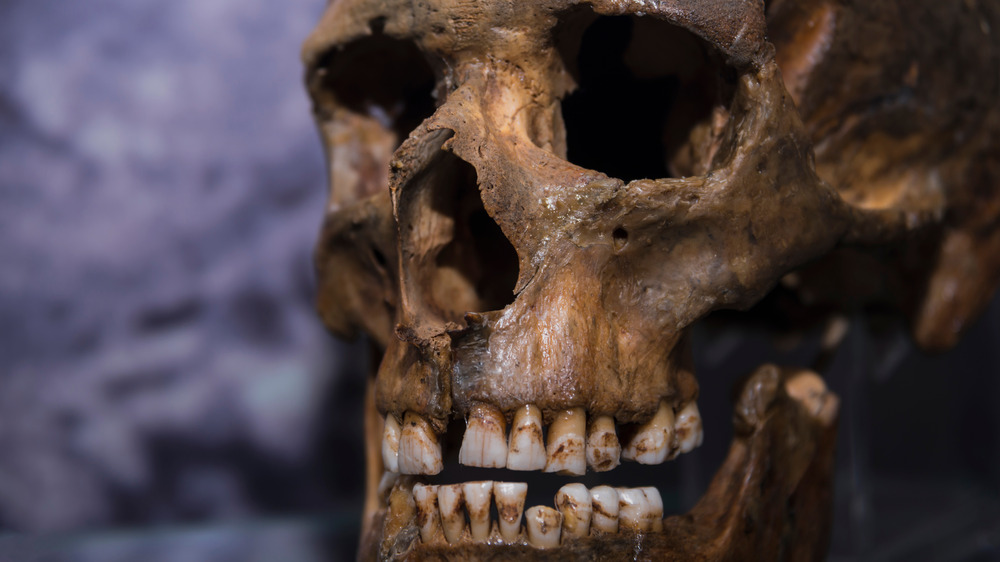 Neanderthal skull with teeth