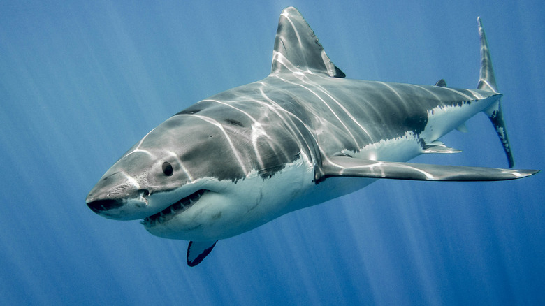 Great White Shark