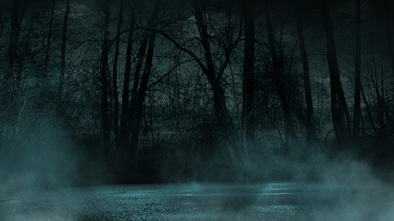 Forest at night
