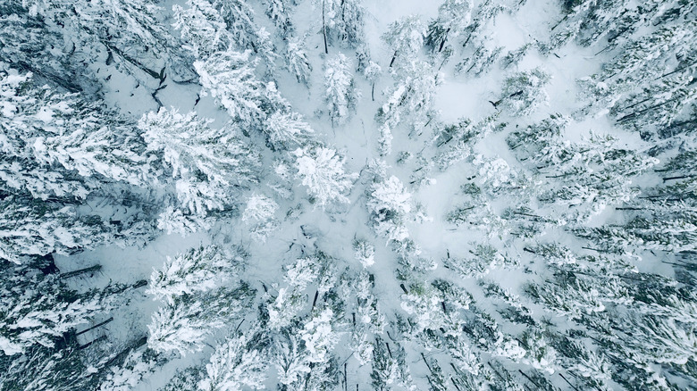 Snowy Swedish forest
