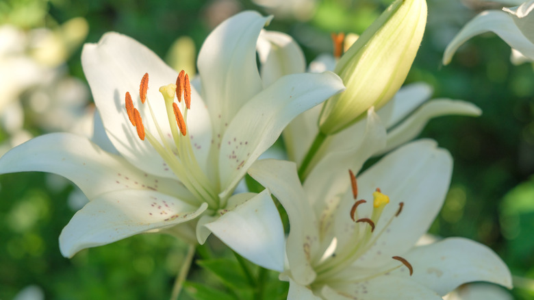 The Symbolism Behind Flowers In LGBTQ+ History