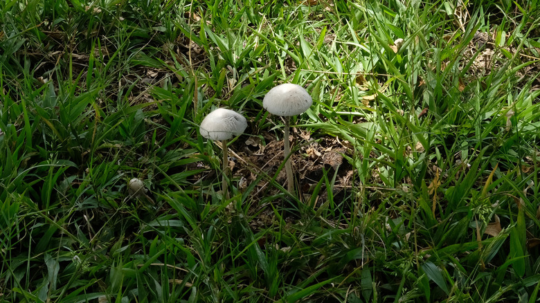 Mushrooms grow in the grass