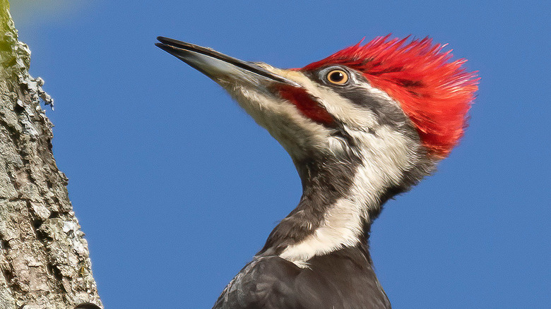 woodpecker on tree