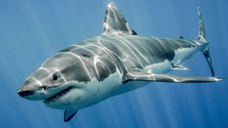 shark underwater