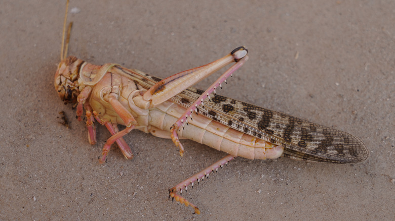 Menalopus went extinct soon after Albert's Swarm.