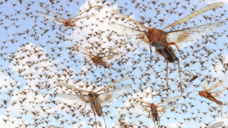 Locusts flying in swarm