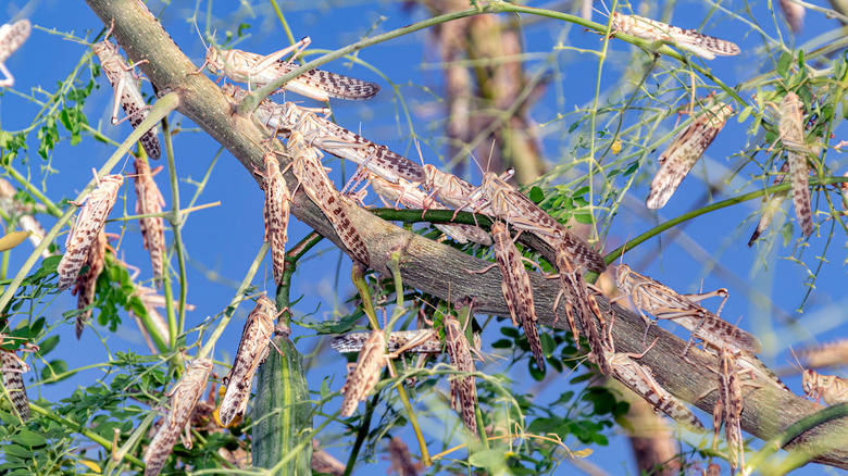 Locusts gathered on a tree