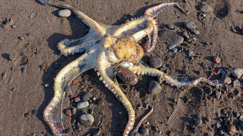 Octopus on sand