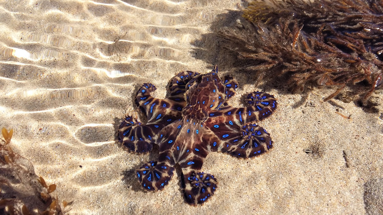 Octopus walking