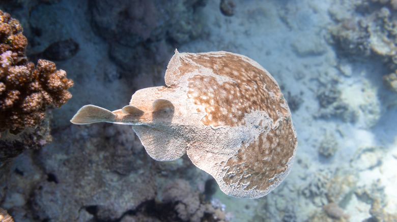 Torpedo fish