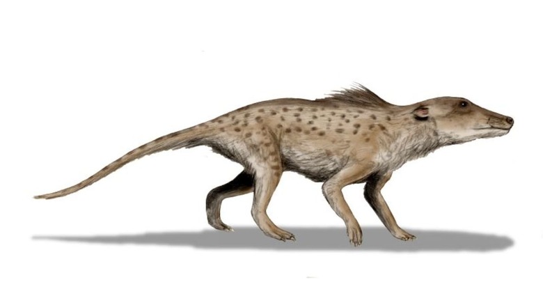 Artist's impression of pakicetus.