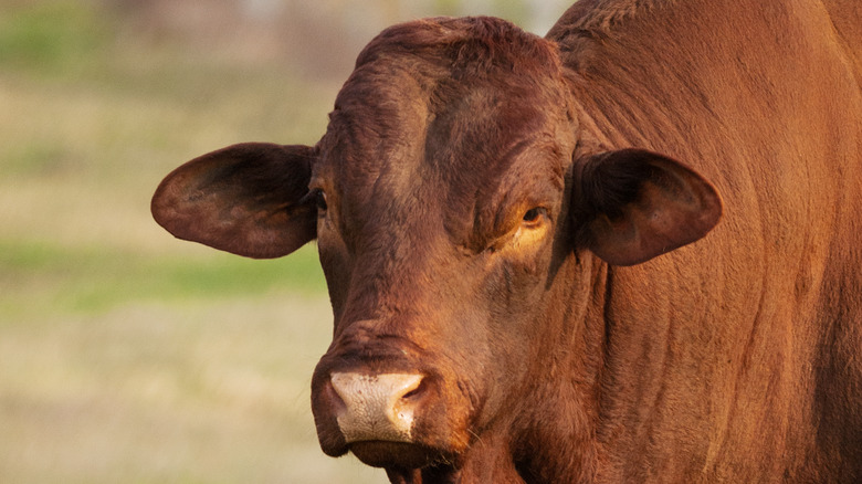 Santa Gertrudis cattle