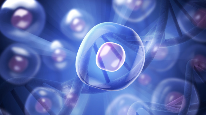 Stem cells