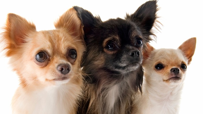 Three chihuahua dogs