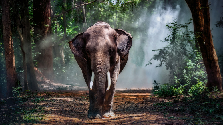 Asian elephant in Thailand