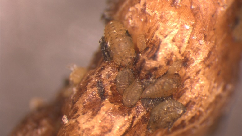 Phylloxera eating the root