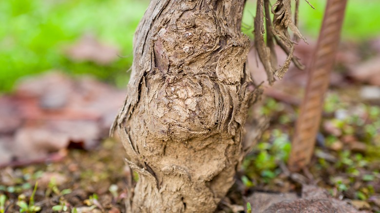 graft of american rootstock and vine