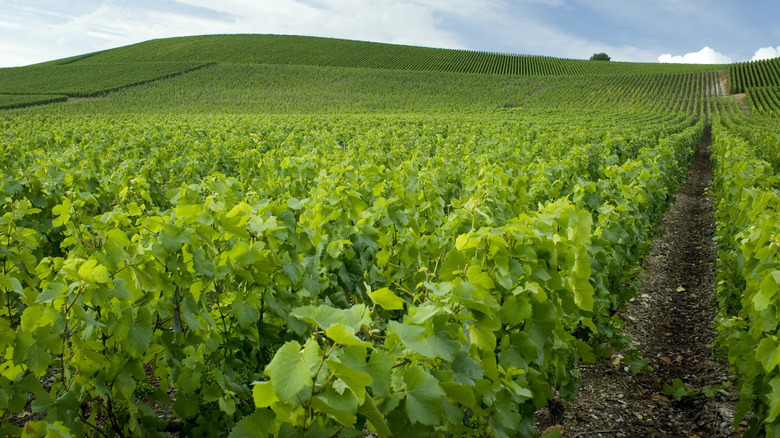 Green vineyards in France