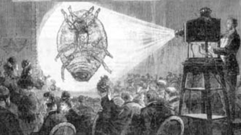 Phylloxera projected on wall at conference