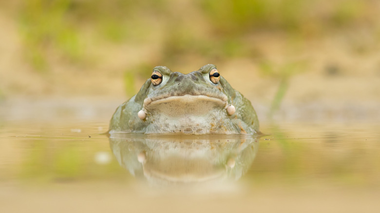 Sonoran desert toad in water