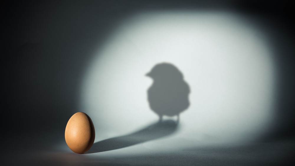 Chicken and effect time paradox